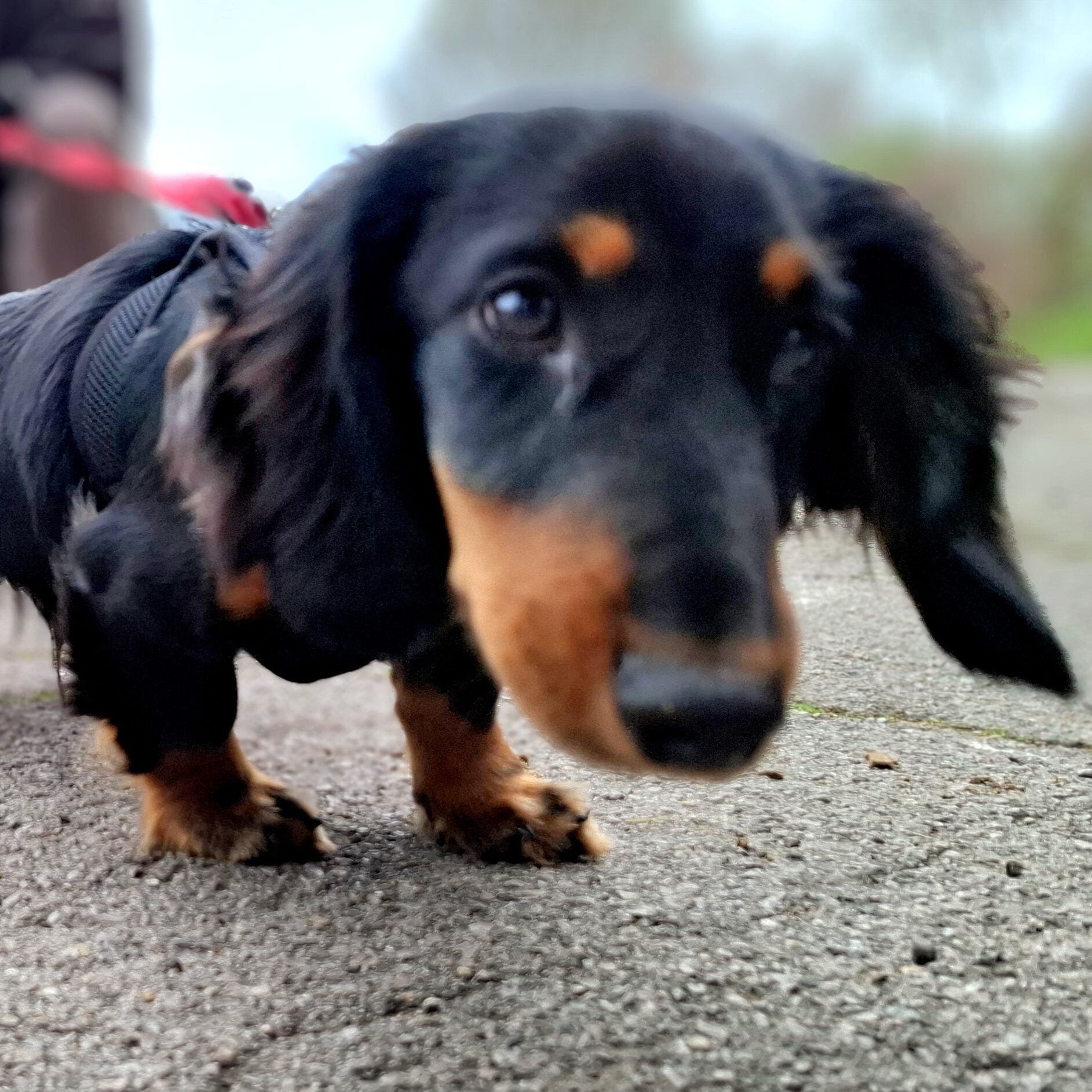 séance individuelle éducation ou rééducation canine