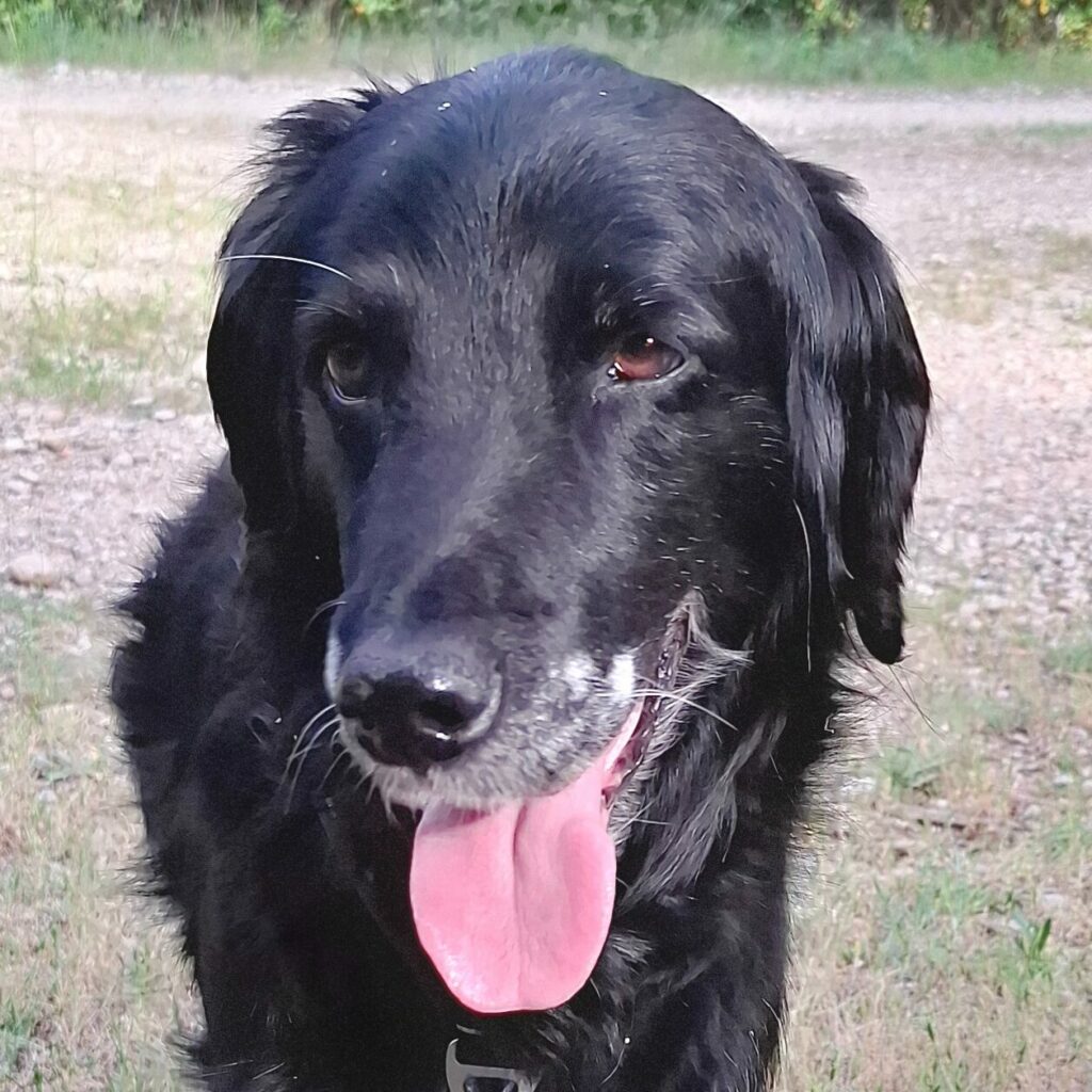 Bilan comportemental éducation canine