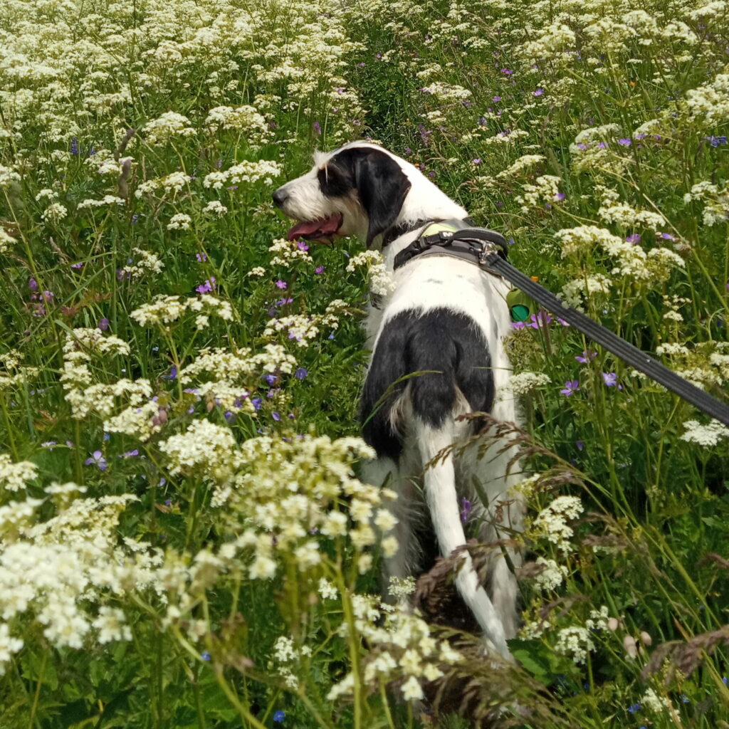 balade collective éducation canine
